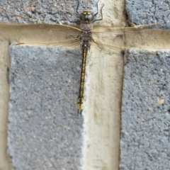 Anax papuensis at Wamboin, NSW - 7 Feb 2021 12:47 PM