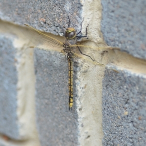 Anax papuensis at Wamboin, NSW - 7 Feb 2021 12:47 PM