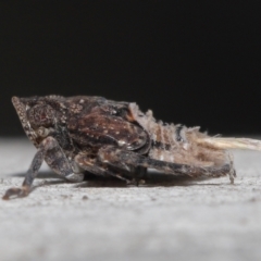 Platybrachys sp. (genus) (A gum hopper) at ANBG - 29 Jun 2021 by TimL