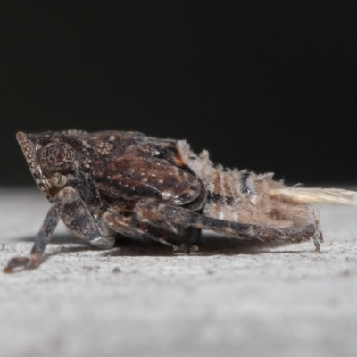 Platybrachys sp. (genus) (A gum hopper) at Acton, ACT - 29 Jun 2021 by TimL
