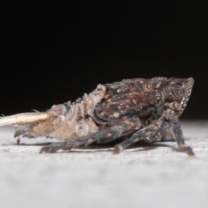 Platybrachys sp. (genus) at Acton, ACT - 29 Jun 2021