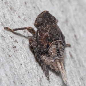 Platybrachys sp. (genus) at Acton, ACT - 29 Jun 2021