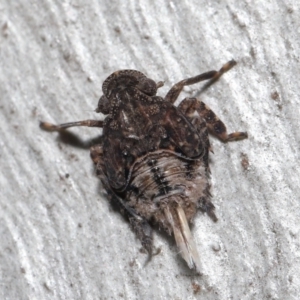 Platybrachys sp. (genus) at Acton, ACT - 29 Jun 2021