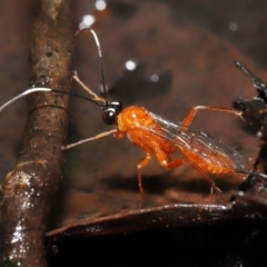 Stiromesostenus sp. (genus) (An ichneumon wasp) at ANBG - 4 May 2021 by TimL