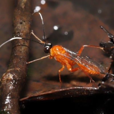 Stiromesostenus sp. (genus) (An ichneumon wasp) at Acton, ACT - 4 May 2021 by TimL