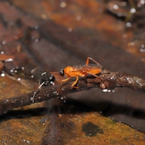 Stiromesostenus sp. (genus) at Acton, ACT - 4 May 2021