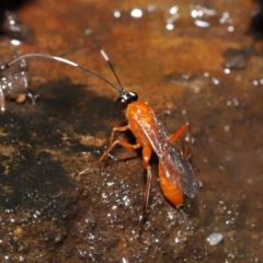 Stiromesostenus sp. (genus) at Acton, ACT - 4 May 2021