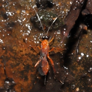 Stiromesostenus sp. (genus) at Acton, ACT - 4 May 2021