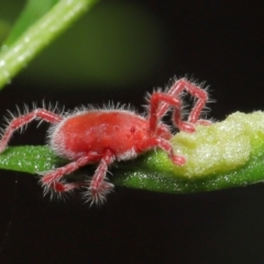 Trombidiidae (family) (Red velvet mite) at ANBG - 18 Apr 2021 by TimL