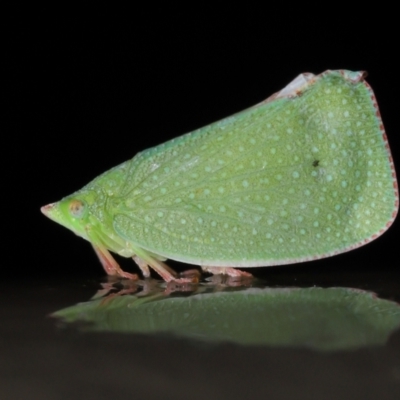 Siphanta acuta (Green planthopper, Torpedo bug) at Acton, ACT - 4 May 2021 by TimL