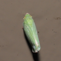 Siphanta acuta at Acton, ACT - 4 May 2021