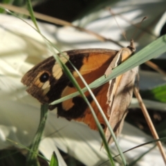 Heteronympha merope (Common Brown Butterfly) at Upper Stranger Pond - 4 Apr 2021 by michaelb