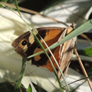 Heteronympha merope at Isabella Plains, ACT - 4 Apr 2021 04:05 PM