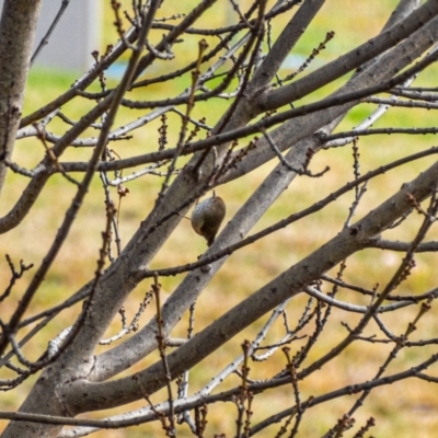 Acanthiza pusilla (Brown Thornbill) at Uriarra Village, ACT - 2 Jul 2021 by hughagan