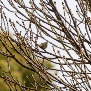 Acanthiza pusilla at Uriarra Village, ACT - 2 Jul 2021