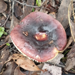 Russula sp. (Russula) at Cook, ACT - 1 Jul 2021 by drakes