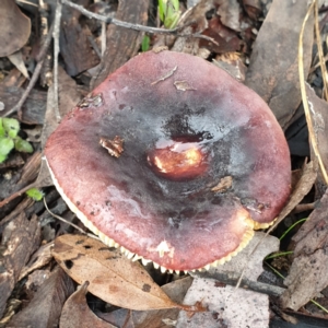 Russula sp. (genus) at Cook, ACT - 1 Jul 2021 10:31 AM