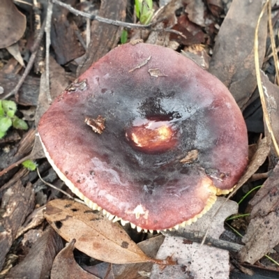 Russula sp. (Russula) at Cook, ACT - 1 Jul 2021 by drakes