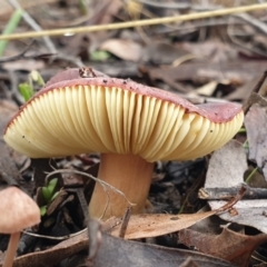 Russula sp. (genus) at Cook, ACT - 1 Jul 2021 10:31 AM