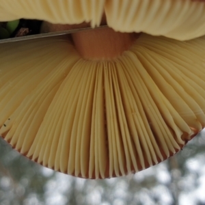 Russula sp. (genus) at Cook, ACT - 1 Jul 2021 10:31 AM