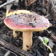 Russula sp. (genus) at Cook, ACT - 1 Jul 2021 10:31 AM