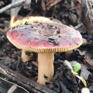 Russula sp. (genus) at Cook, ACT - 1 Jul 2021 10:31 AM