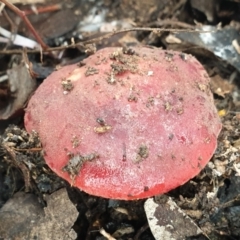 Russula sp. (genus) at Cook, ACT - 1 Jul 2021 10:31 AM