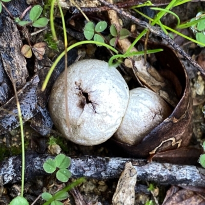 zz puffball at QPRC LGA - 1 Jul 2021 by Wandiyali