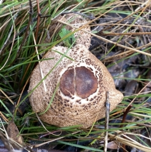 Chlorophyllum/Macrolepiota sp. (genus) at Jerrabomberra, NSW - 2 Jul 2021