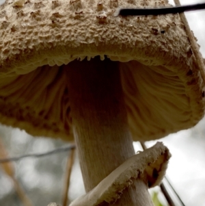 Chlorophyllum/Macrolepiota sp. at Jerrabomberra, NSW - 2 Jul 2021