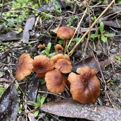 Laccaria sp. (Laccaria) at Jerrabomberra, NSW - 2 Jul 2021 by Wandiyali