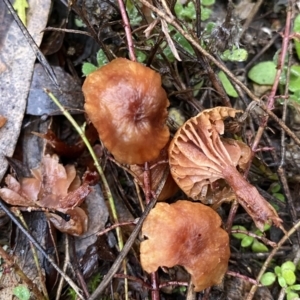 Laccaria sp. at Jerrabomberra, NSW - 2 Jul 2021 07:43 AM