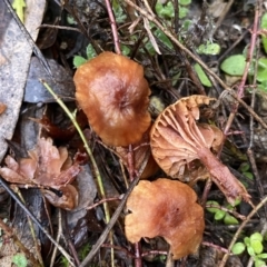 Laccaria sp. at Jerrabomberra, NSW - 2 Jul 2021