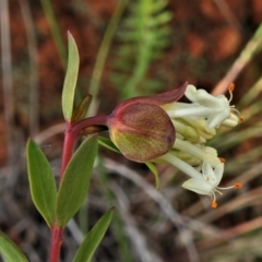 Pimelea linifolia subsp. linifolia (Queen of the Bush, Slender Rice-flower) at Lower Cotter Catchment - 30 Jun 2021 by JohnBundock