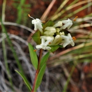 Pimelea linifolia subsp. linifolia at Coree, ACT - 30 Jun 2021 12:50 PM