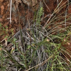 Pimelea linifolia subsp. linifolia at Coree, ACT - 30 Jun 2021 12:50 PM