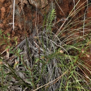 Pimelea linifolia subsp. linifolia at Coree, ACT - 30 Jun 2021 12:50 PM