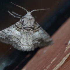 Hypobapta diffundens (Diffundens Grey) at QPRC LGA - 7 Feb 2021 by natureguy