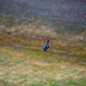 Malurus cyaneus at Uriarra Village, ACT - 30 Jun 2021