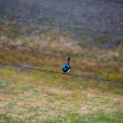 Malurus cyaneus (Superb Fairywren) at Uriarra Village, ACT - 30 Jun 2021 by hughagan