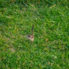 Malurus cyaneus at Uriarra Village, ACT - 30 Jun 2021