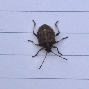 Oncocoris sp. (genus) at Aranda, ACT - 30 Jun 2021