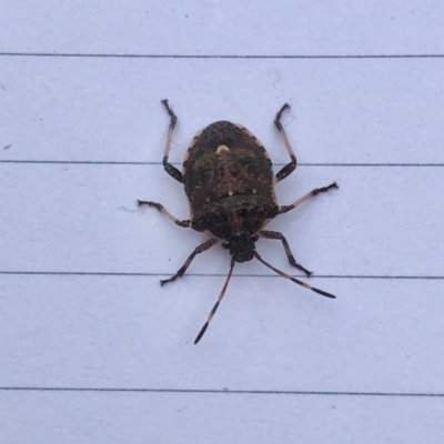 Oncocoris sp. (genus) (A stink bug) at Aranda, ACT - 29 Jun 2021 by KMcCue