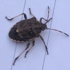 Oncocoris sp. (genus) at Aranda, ACT - 30 Jun 2021