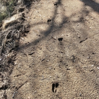 Cervidae (family) (Deer (unknown species)) at Namadgi National Park - 30 Jun 2021 by KMcCue