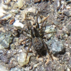 Badumna (genus) (Lattice-web spider) at Forde, ACT - 30 Jun 2021 by Christine