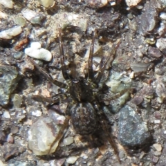 Badumna sp. (genus) at Forde, ACT - 30 Jun 2021