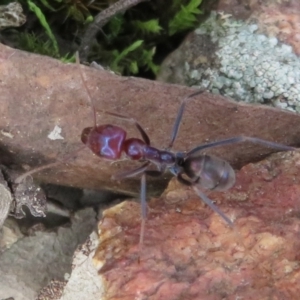 Iridomyrmex purpureus at Jacka, ACT - 30 Jun 2021 01:31 PM