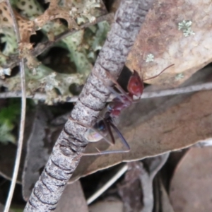 Iridomyrmex purpureus at Jacka, ACT - 30 Jun 2021