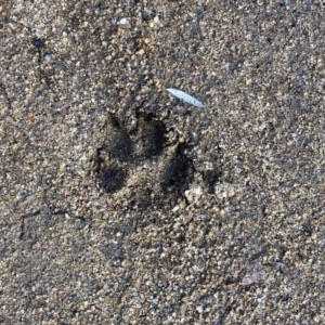 Canis lupus at Namadgi National Park - 30 Jun 2021 01:47 PM